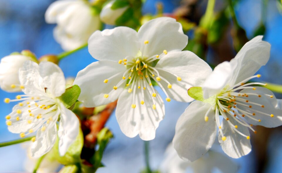 Cherry blossoms flower tree