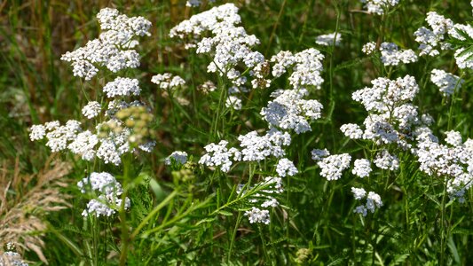 Nature white grassland plants