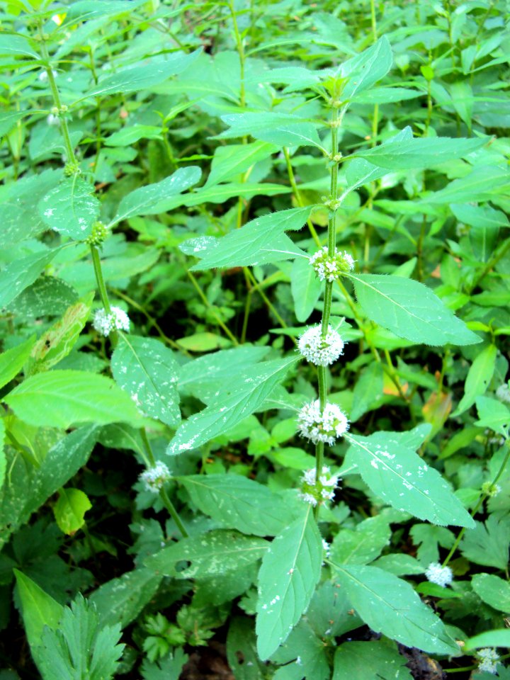 Rostlina03855