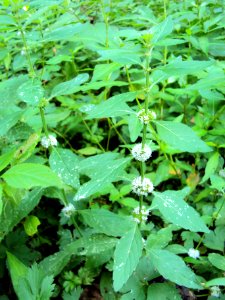 Rostlina03855