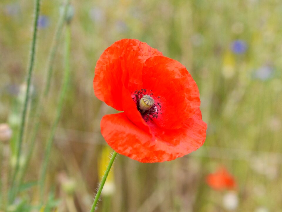 Flowers klatschmohn red