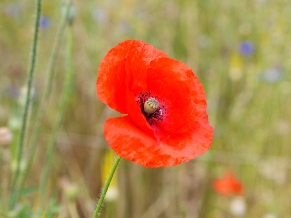 Flowers klatschmohn red photo