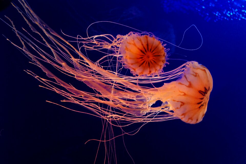 Jellyfish aquarium sea photo