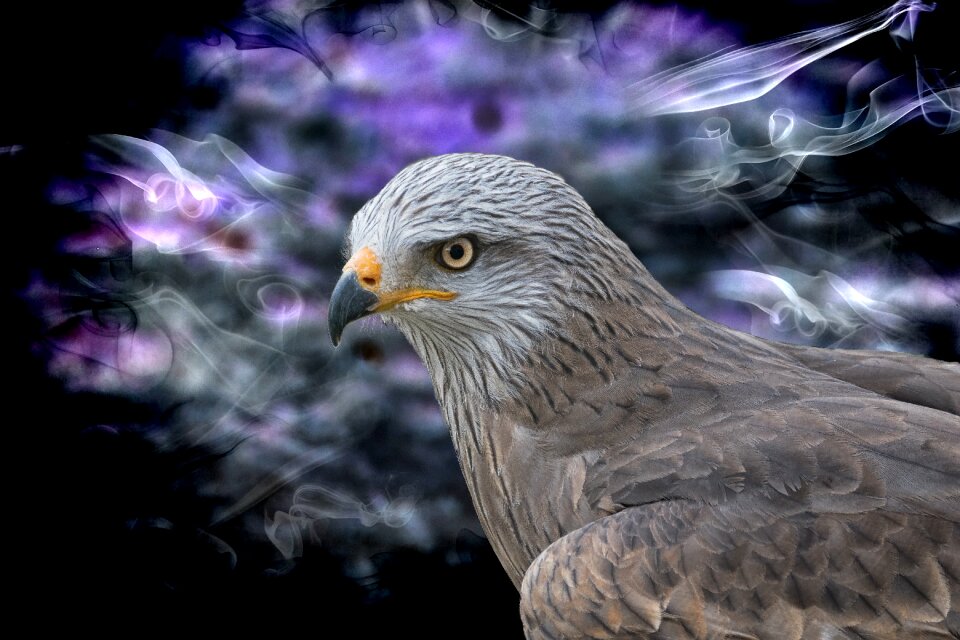 Bird of prey animal nature