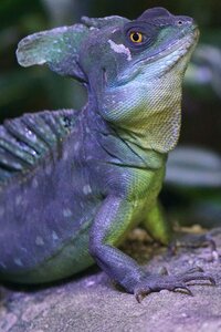 Diurnal rainforest reptile photo