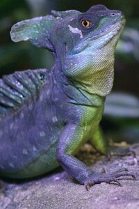 Diurnal rainforest reptile