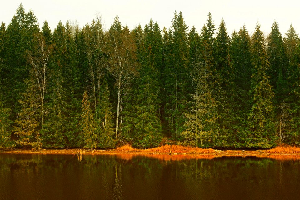 Woods lake water