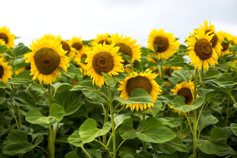 Agriculture yellow nature