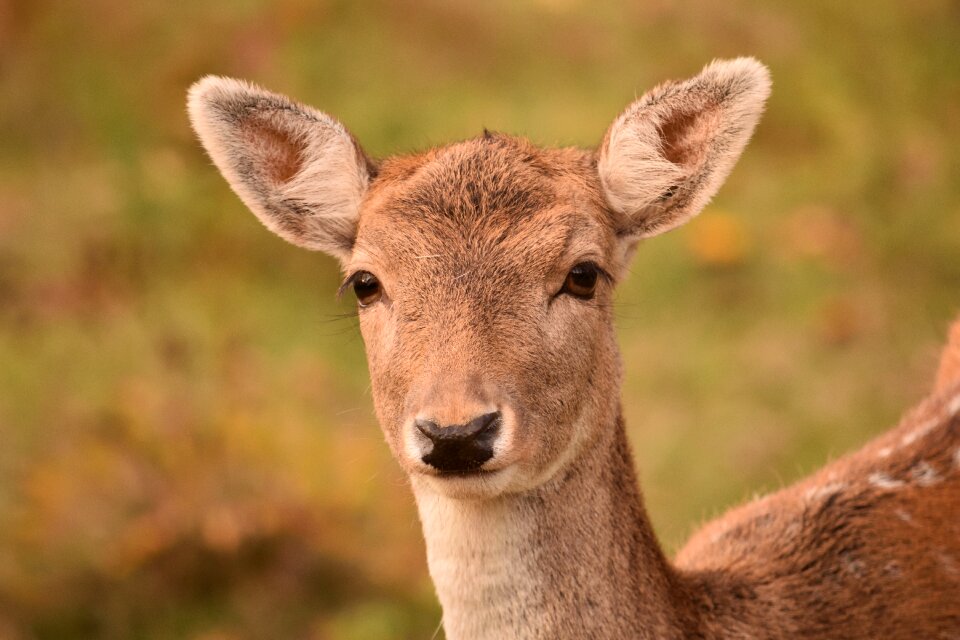Spotted watch young deer