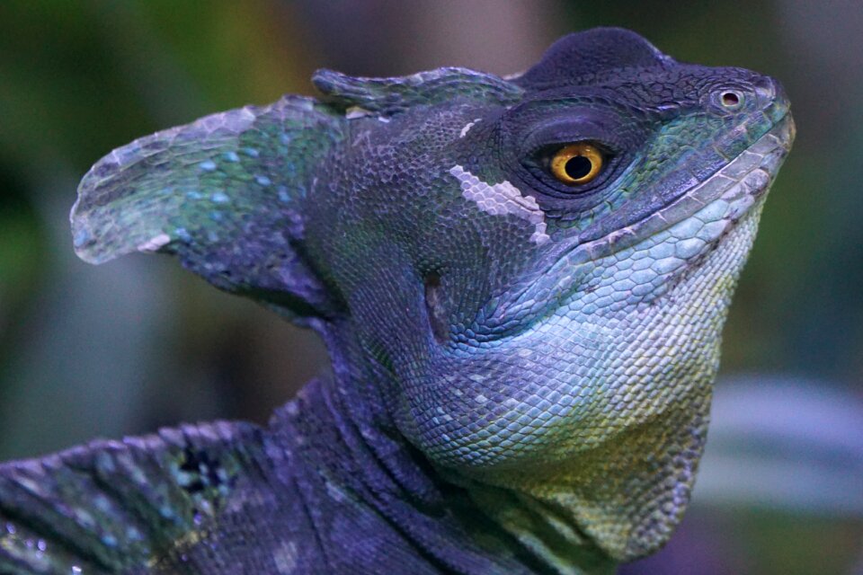 Diurnal rainforest reptile