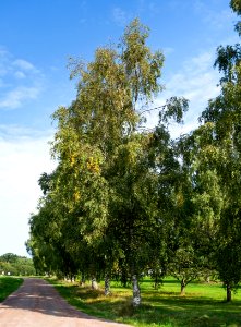 Row of birches in Barkedal