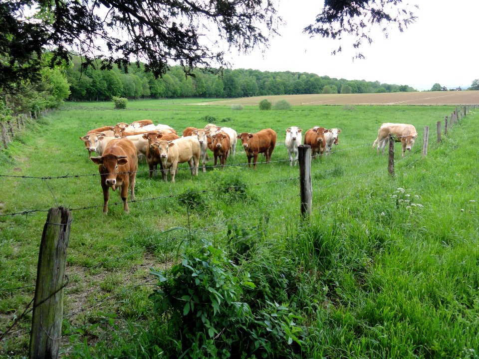 Royaucourt-et-Chailvet (Aisne) paysage avec vaches