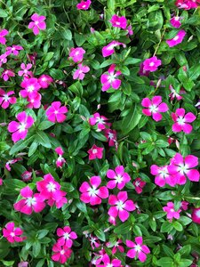 Grass floral pink