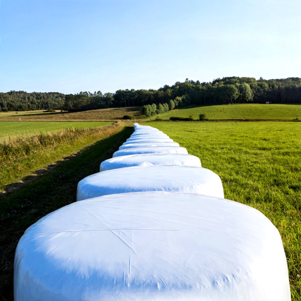Row of white silage bales in Brastad - 2