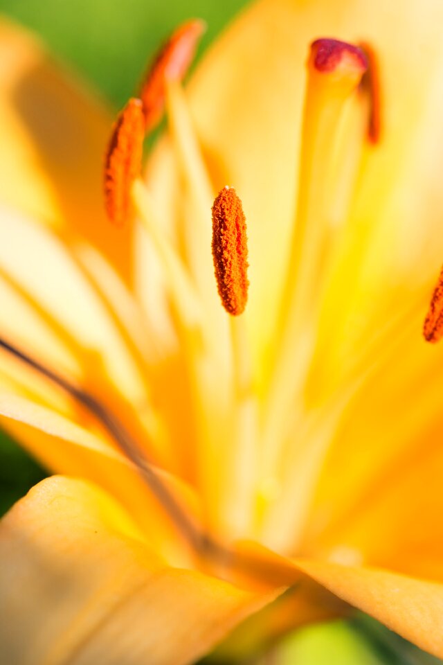 Yellow flower flower pistil