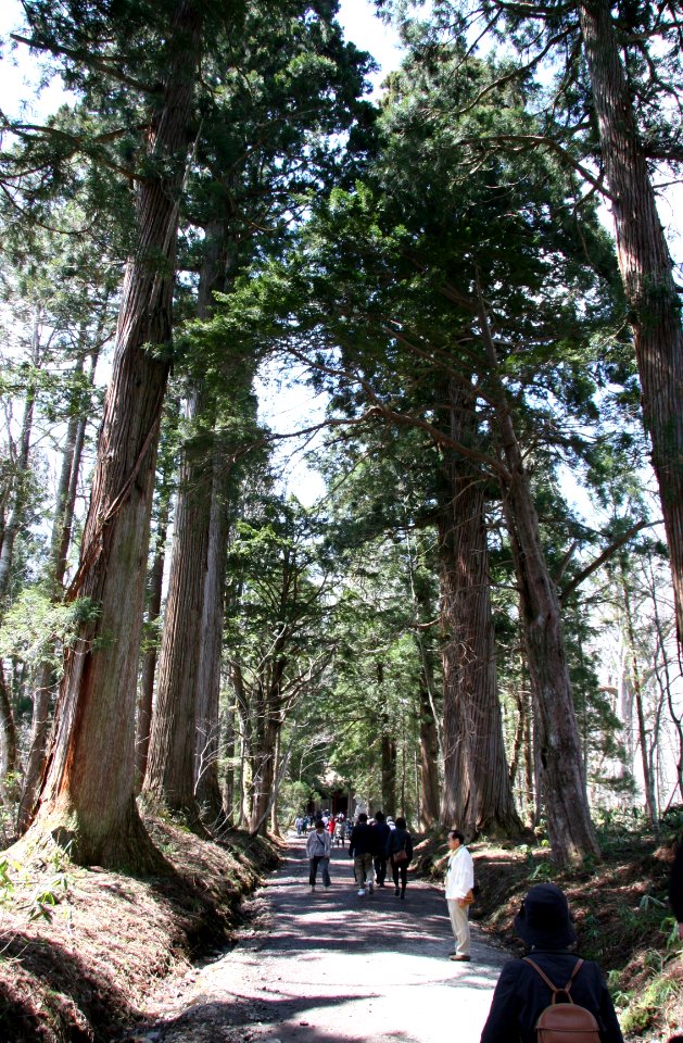 Row of Japanese cedar to Togakushi Shrine Okusha