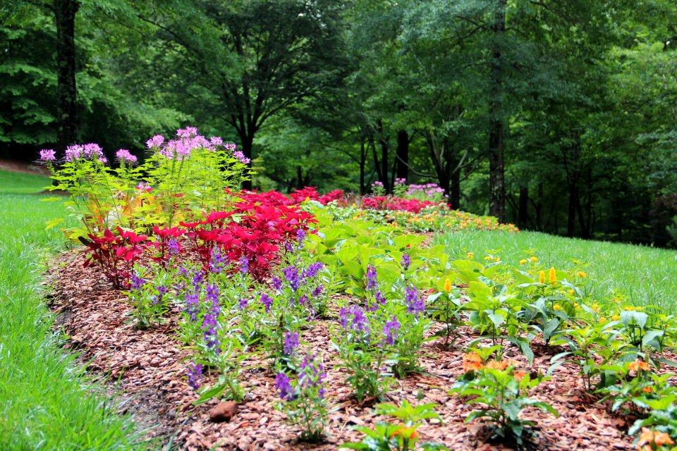 Row of flowers, Gibbs Gardens, May 2017 1