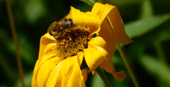 Work diligently pollination blossom