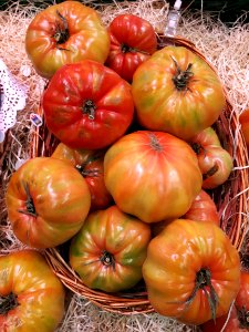 Rosa de Barbastro tomatoes 2017 B