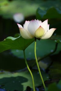 Buddhism pond water plant