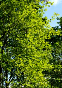 Rowan leaves in Tuntorp, Brastad 1