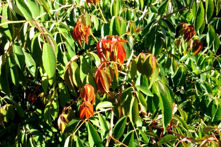 Rosa × odorata - Quarryhill Botanical Garden - DSC03240