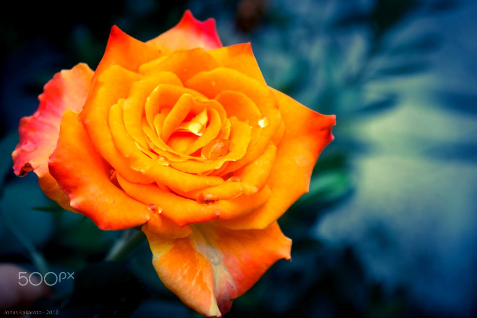 Rosa (238714185)