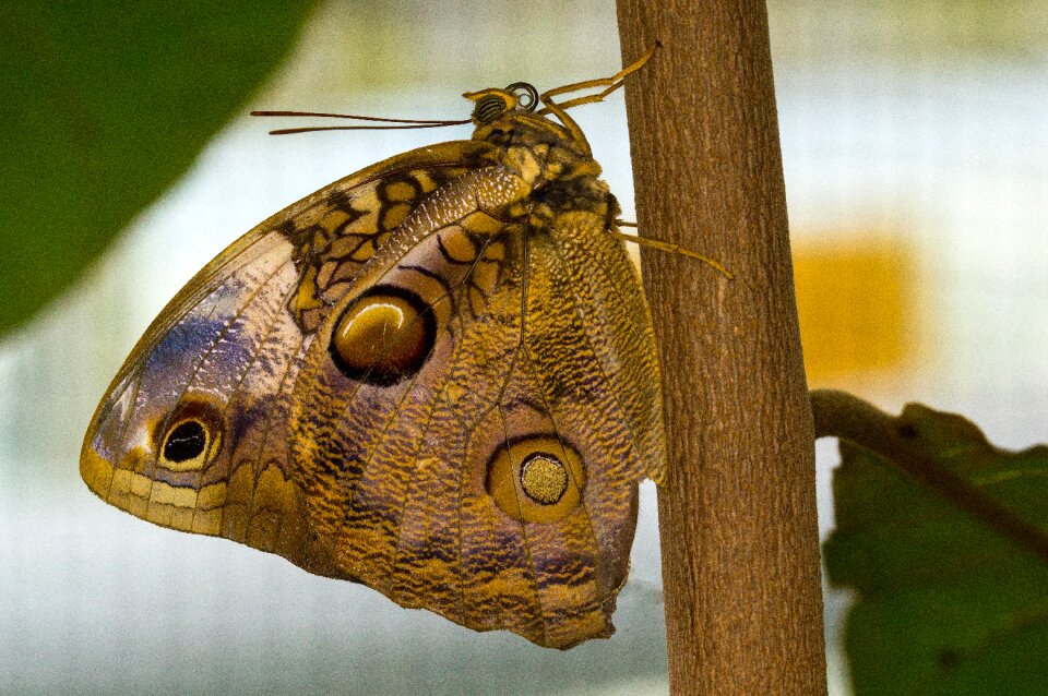 Nymphalidae edelfalter owl butterfly