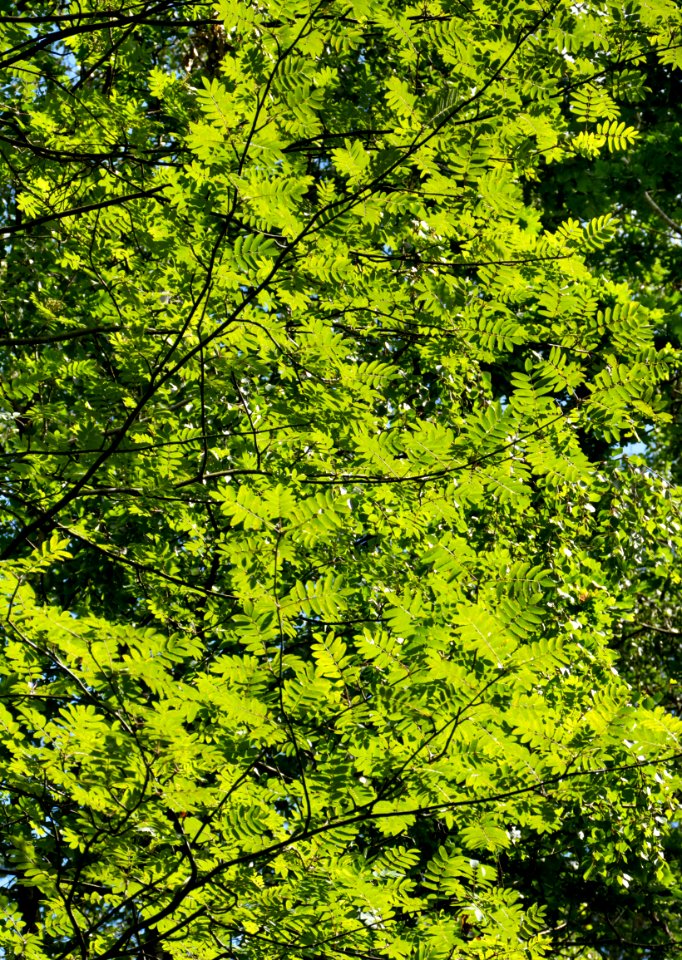 Rowan leaves in Tuntorp, Brastad 2
