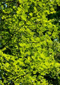 Rowan leaves in Tuntorp, Brastad 2