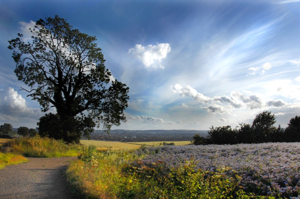 Fields luton england