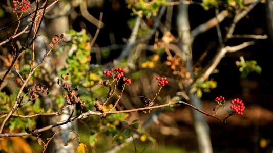 Rowan berries in Brastad 2
