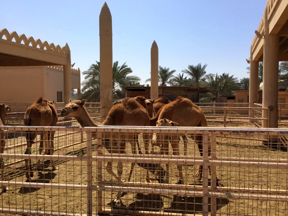 Royal Camel Farm - Bahrain 1