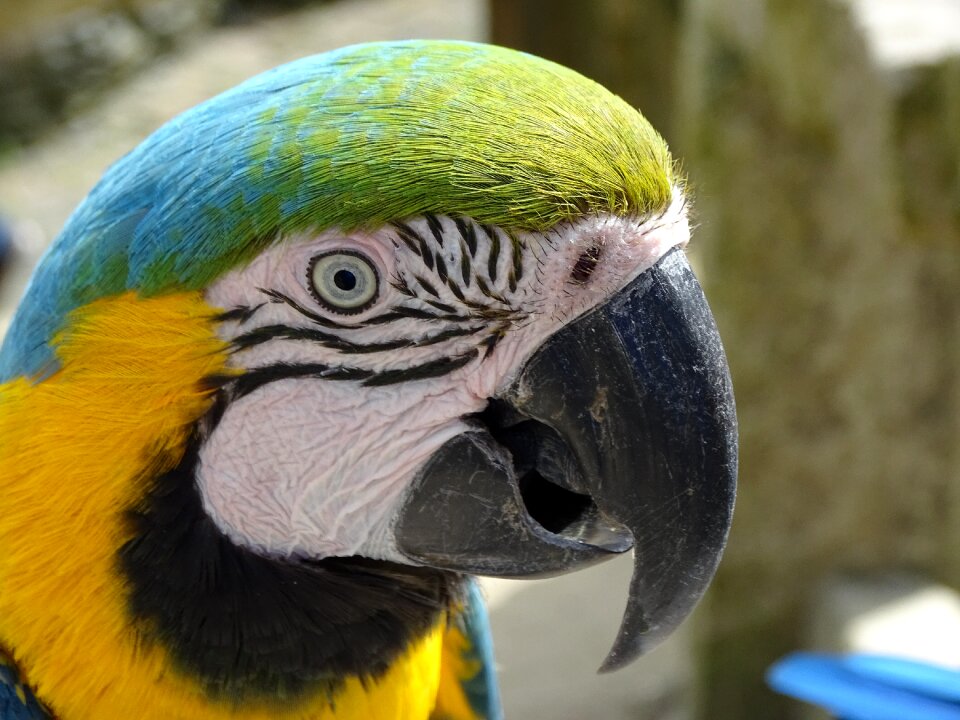 Bird colorful yellow macaw
