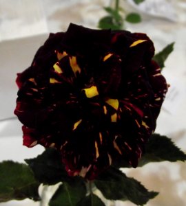 Rosa 'memphis music'