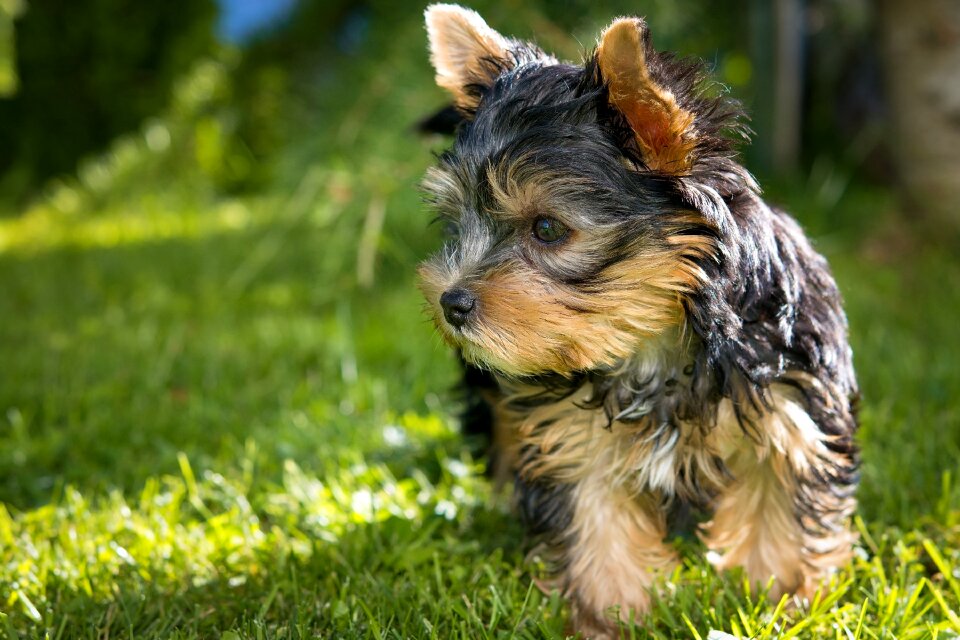 Yorkshire terrier puppy small dog purebred dog photo