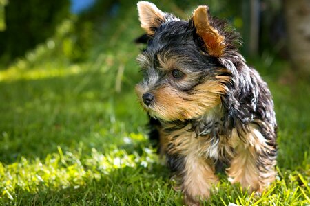Yorkshire terrier puppy small dog purebred dog