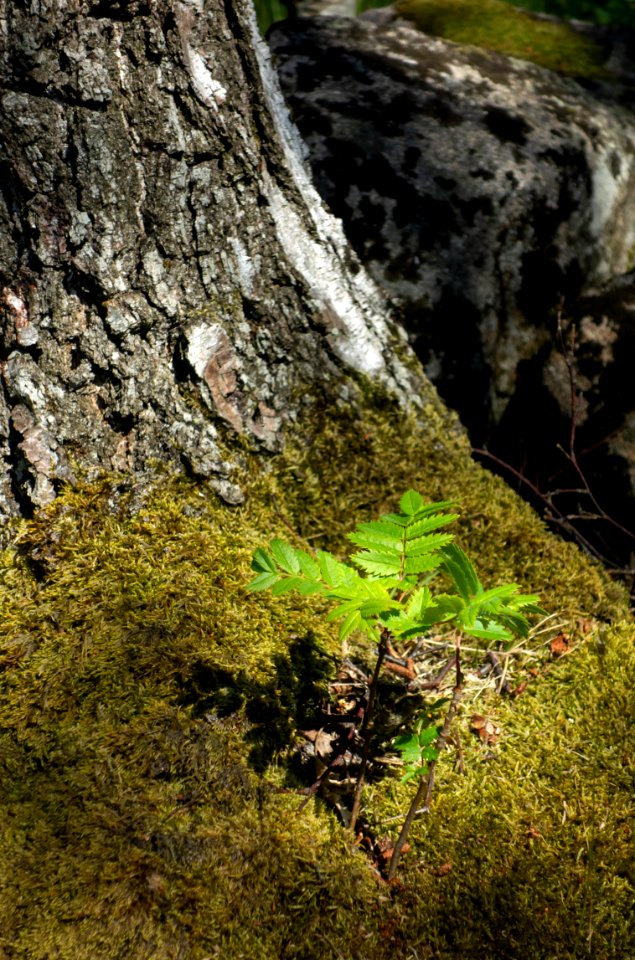 Rowan shot growing in the moss on the lower part of a birch