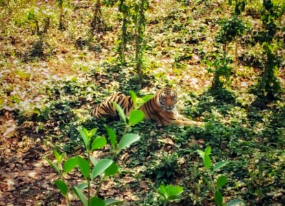 Royal Bengal Tiger at Nandankanan