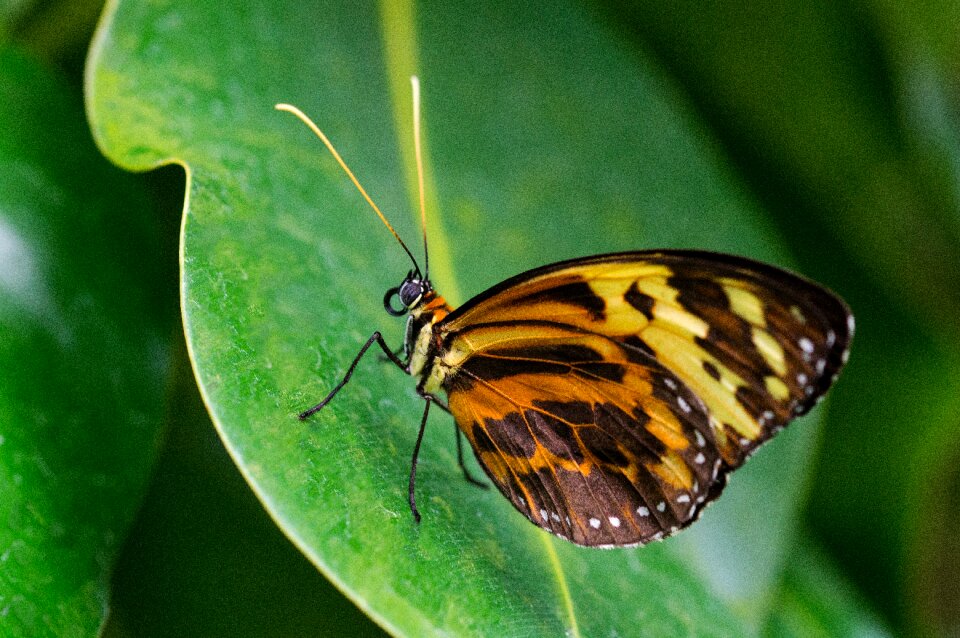 Note-passion butterfly butterfly tithorea harmonia