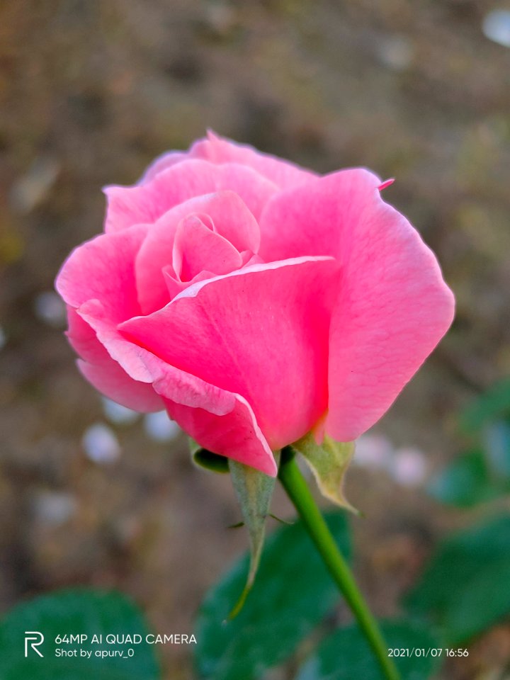Rosa 'Queen Elizabeth'