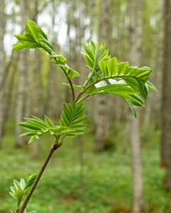 Rowan sapling in Gullmarsskogen photo