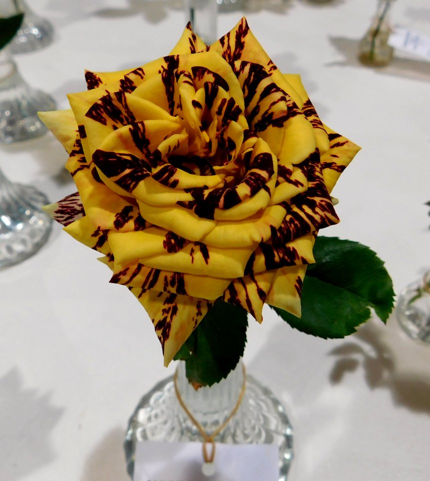 Rosa alakazam