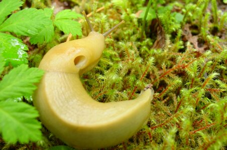 Gastropod macro forest
