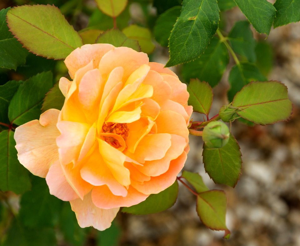 Rosa cultivar Pons août 2015 Charente-Maritime