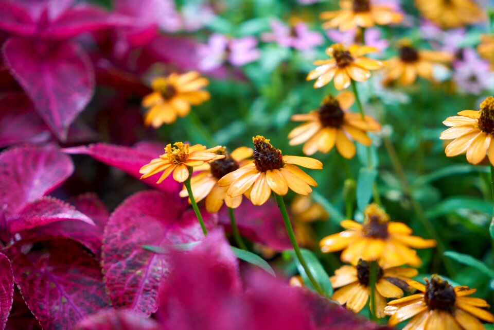 Summer spring macro