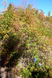 Rosa banksiae var. normalis - Quarryhill Botanical Garden - DSC03669