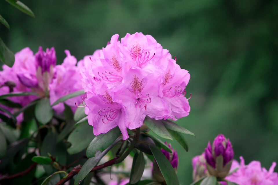 Spring flowers nature