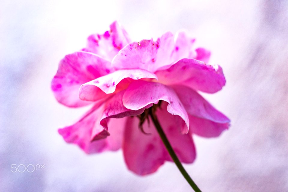 Rosa (239153499)