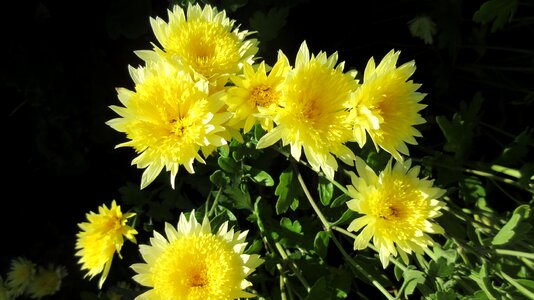 Chrysanthemum blooming autumn